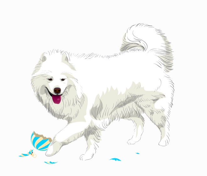 Samoyeds