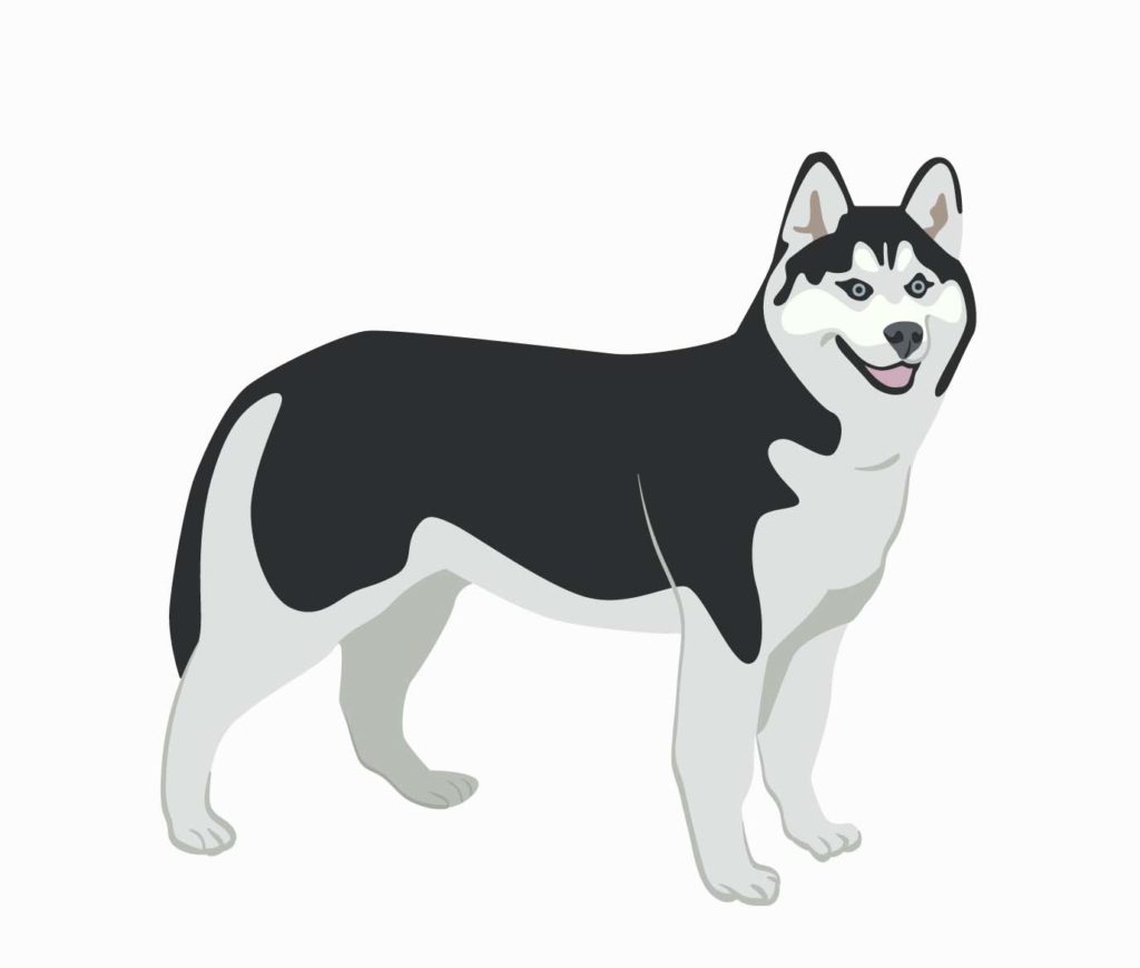 Siberian Huskies