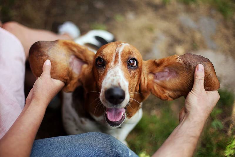 basset hound puppies - Toy dog
