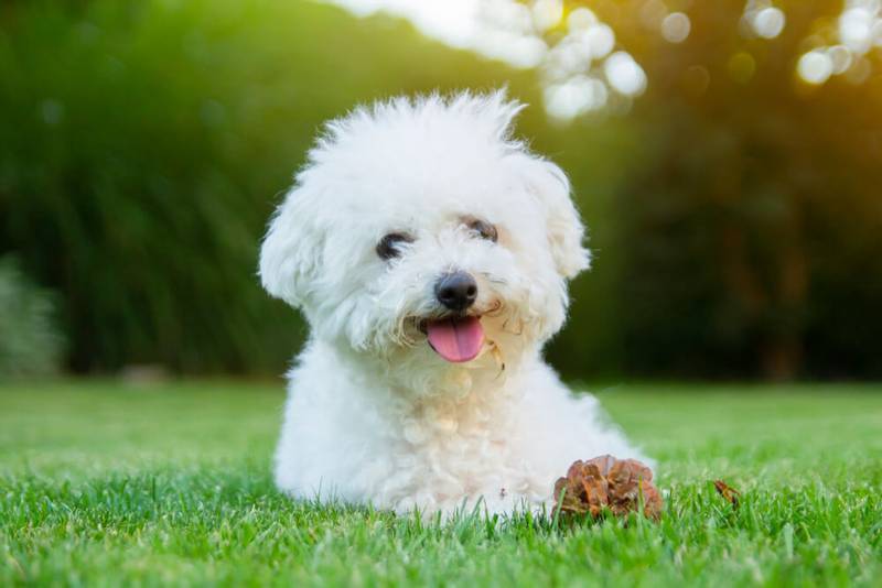 bichon frise - Breed