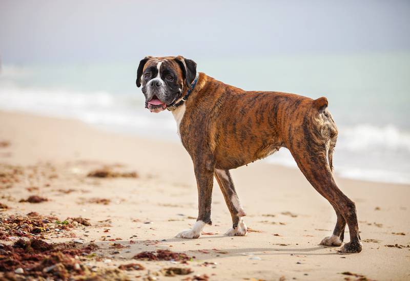 boxer dog beach - Miniature Schnauzer