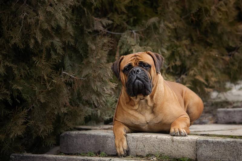 bullmastiff - Cat