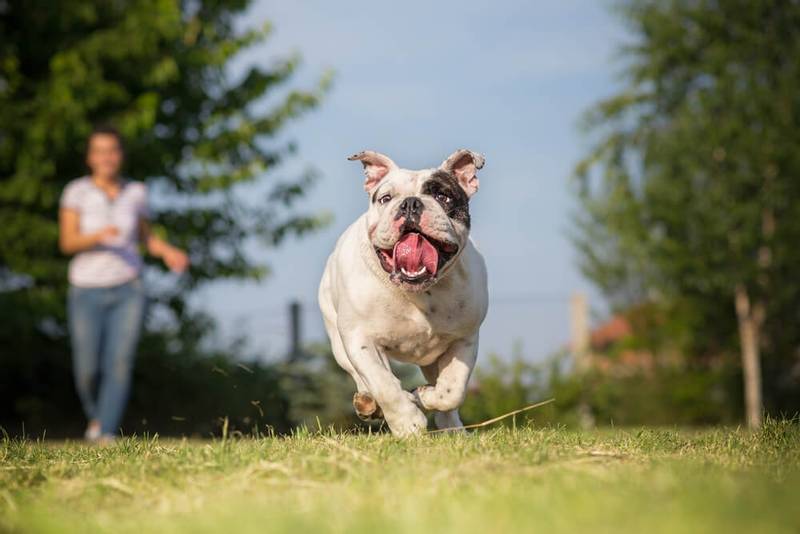 english bulldog playing - Stock photography