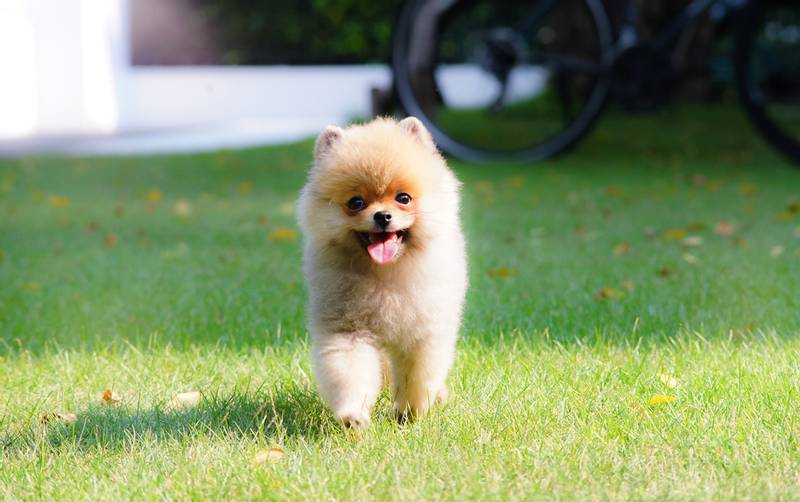 fluffy cute fluffy puppies - Mongrel