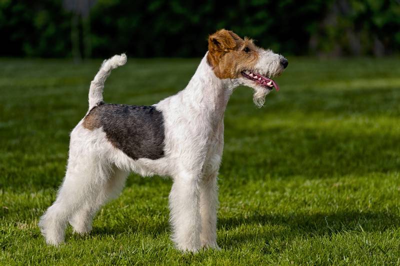 fox terrier - American Kennel Club