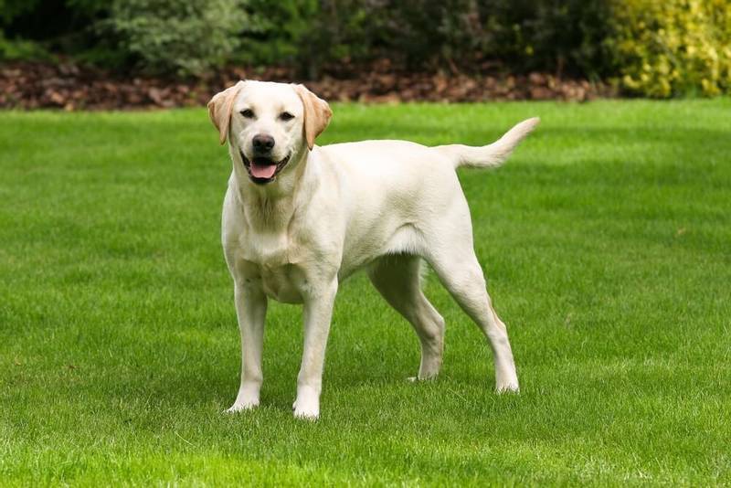 labrador retriever - Working dog