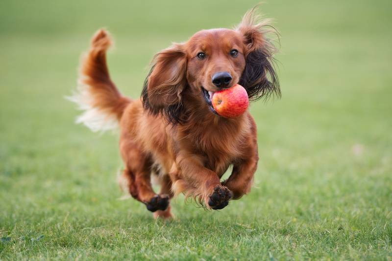 long haired dachshund - Dog coat