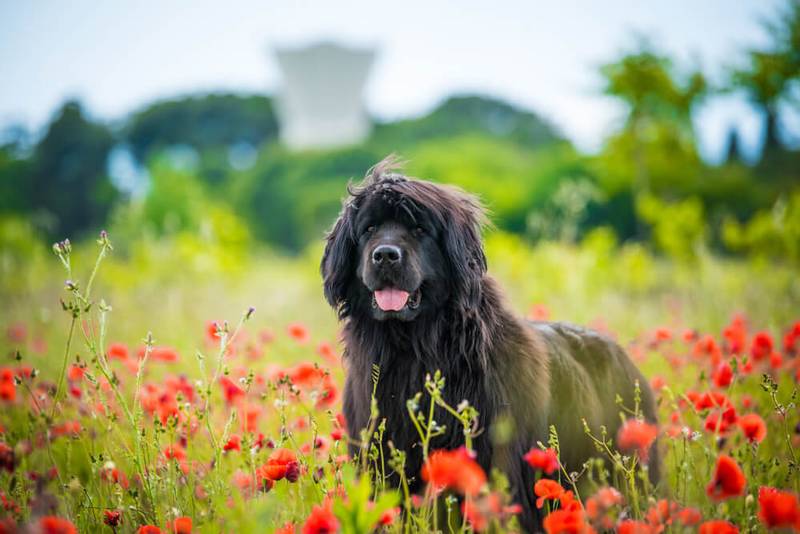 Newfoundland dog - Breed