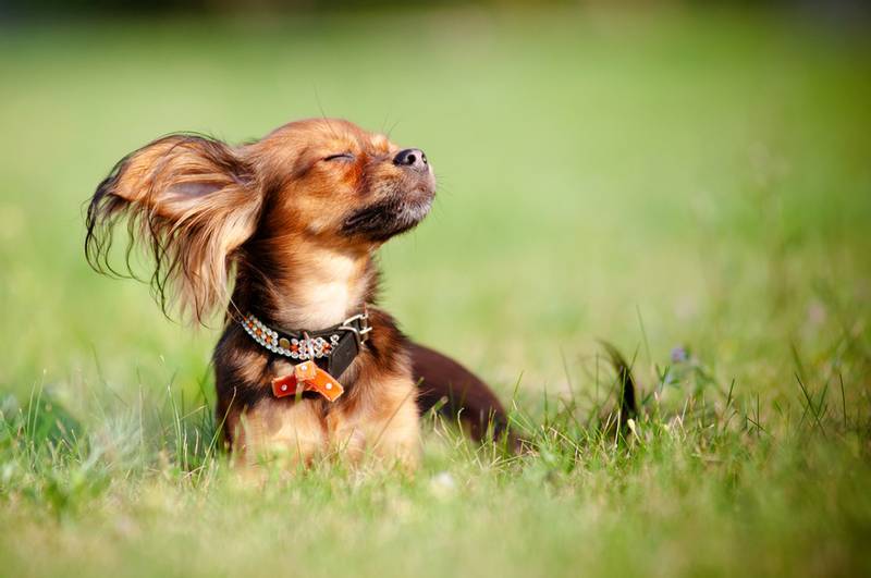 perro en el sol - Leash