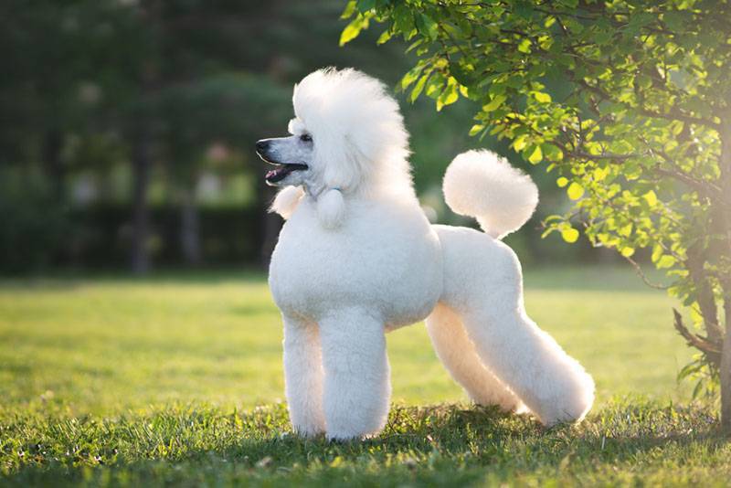 poodle dog - Dog grooming