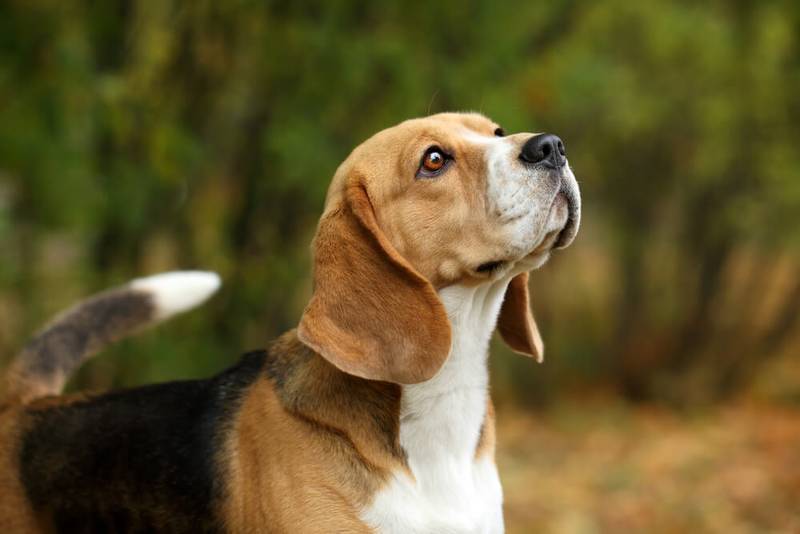 Loud: Top 10 Most Barking Dog Breeds