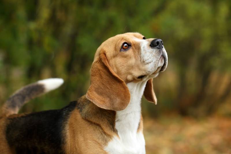 Dog breeds that bark best sale a lot