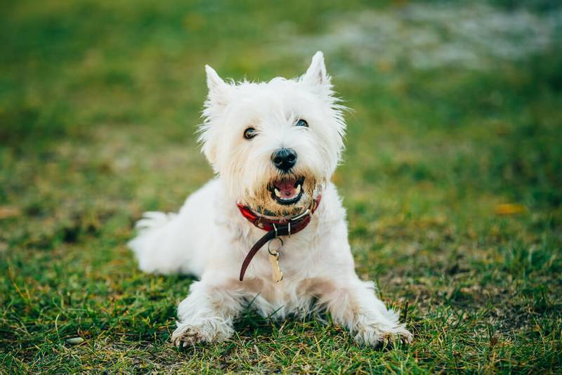 terrier white - Breed