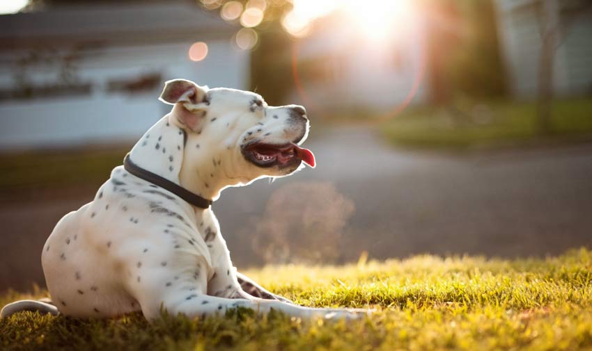 happy dog on a grass