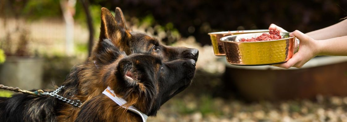 dogs sniff food